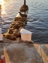 sea Ã¢â¬â¹Ã¢â¬â¹lions seal seals lie on a nice spring sunny day on a pier pier in the